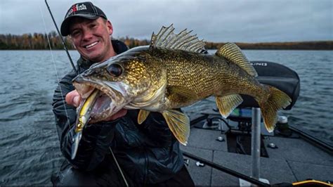 Walleye A Comprehensive Species Guide Wired Fish