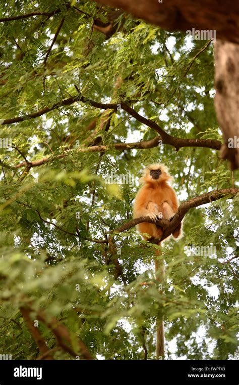 Trachypithecus Geei Gee S Golden Langur Hi Res Stock Photography And