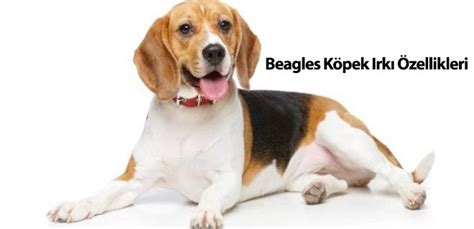 Beagles K Pek Irk Zellikleri Pet Htiya Blog