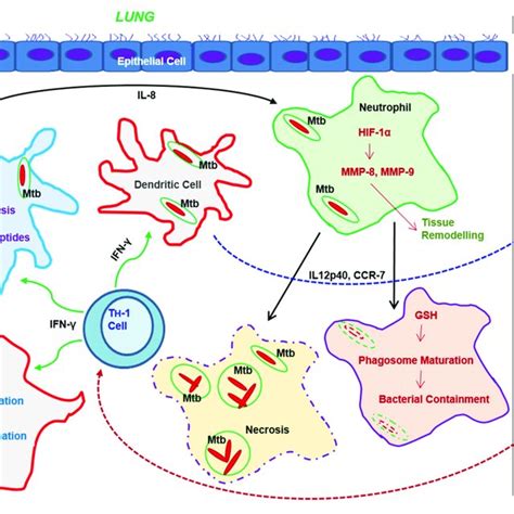 Key Metabolic Regulators That Modulate Immune Responses Download