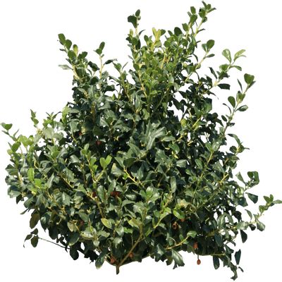 Green Bush Transparent Png Stickpng