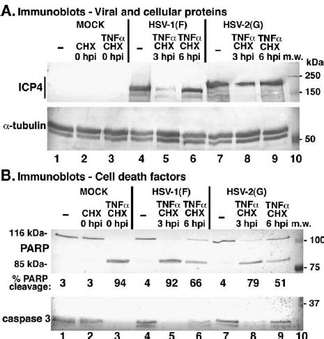 HSV 2 G Prevention Of TNF A CHX Dependent Apoptotic Morphologies