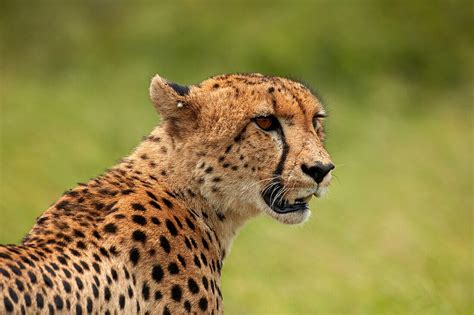 Cheetah Acinonyx Jubatus Kruger License Image 71419104 Lookphotos