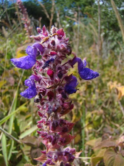 East African Plants A Photo Guide Plectranthus Shirensis G Rke A