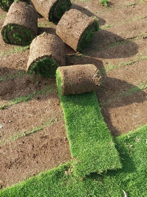 Natural Green Nilgiri Grass Carpet At Best Price In Delhi ID 25141035912