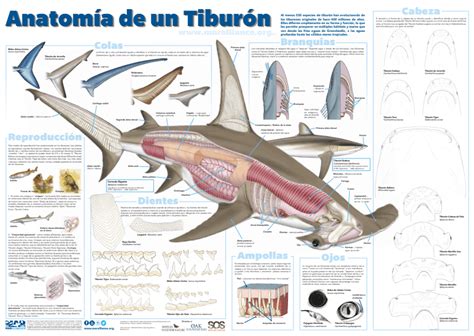 Póster educativo Anatomía de los tiburones MarAlliance org