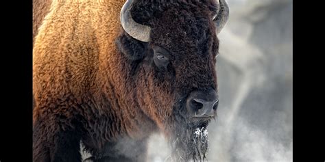 Native American Word For Bison Deals Dakora Co