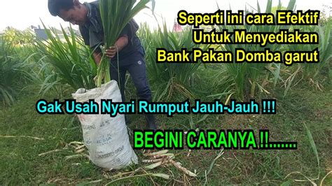 Cara Menyediakan Bank Pakan Ternak Domba Tips Menanam Rumput Odot