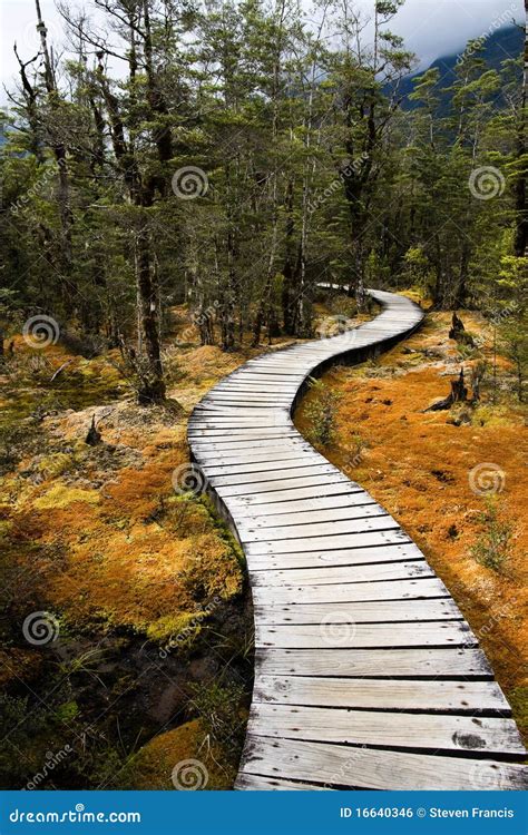 Winding Forest Path Stock Photo Image Of Hike Beautiful 16640346