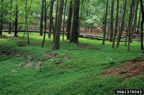 Japanese Stiltgrass Missouri Invasive Plant Council