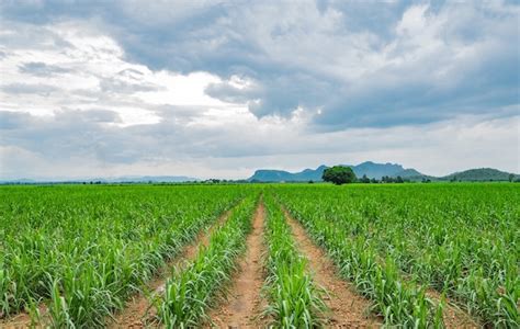 Premium Photo The Beautiful Green Sugar Canes Fields In The