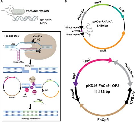 Cell Press Star Protocols