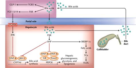 Fxr And Tgr Mediated Regulation Of Bile Acid Synthesis And Lipid And