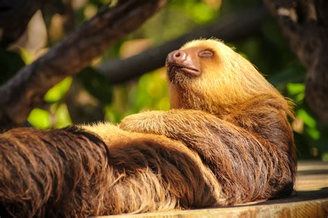 Diamante Eco Adventure Park: Sloths In Costa Rica | Diamante Eco ...