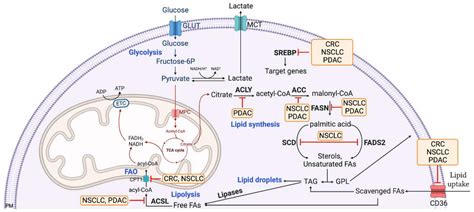 Lipid Metabolic Alterations in KRAS Mutant Tumors: Unmasking New