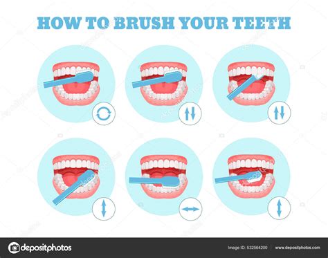 Esquema Paso Paso Instrucciones Sobre Cómo Cepillarse Los Dientes Correctamente Vector De Stock