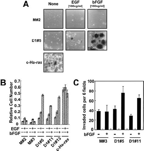 Bfgf Induces Malignant Properties In Cyclin D Overexpressing