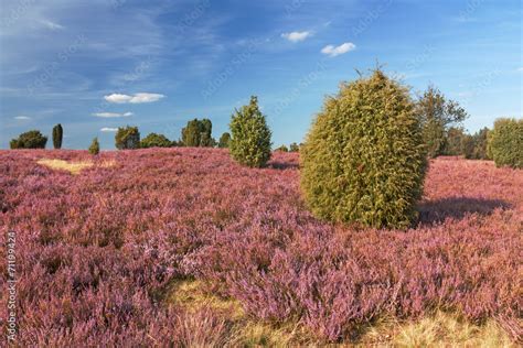 Heidelandschaft Bei Wilsede In Der Lüneburger Heide Stock Foto Adobe Stock