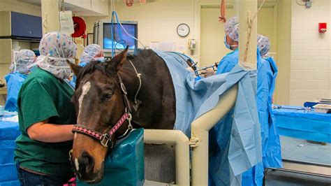 Using Lasers In Equine Surgery Horse And Hound