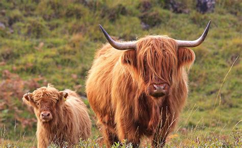 Highland Cow and Calf - Michael Macgregor