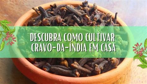 Como Plantar Cravo da Índia Mais Fácil do que Você Imagina