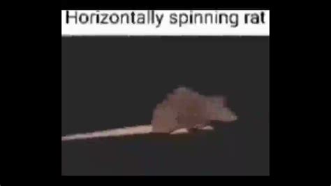 Horizontally Spinning Rat