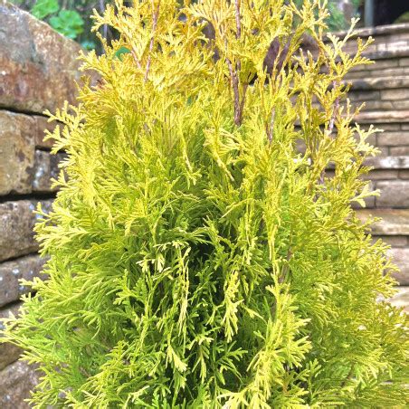 Thuya Emeraude Dor Thuja Occidentalis Sunny