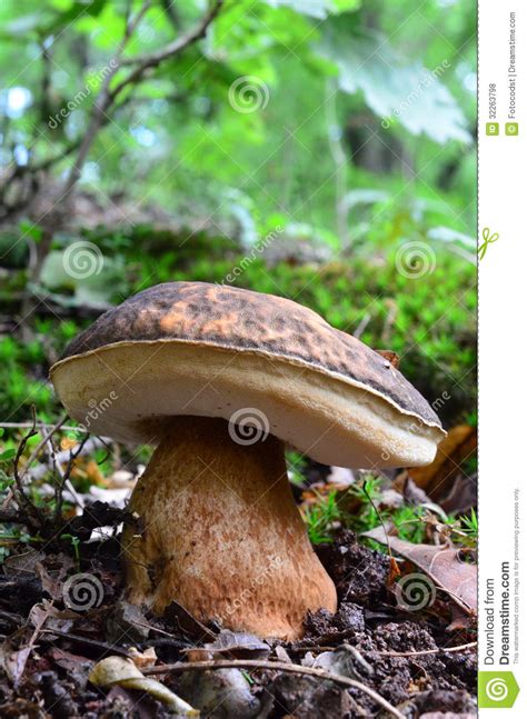 Boletus Aereus Mushroom Porcini Porcino Cep Steinpilz 2 Stock