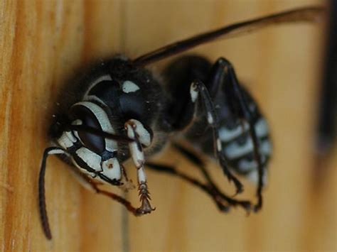 Bald Faced Hornet Dolichovespula Maculata Bugguidenet