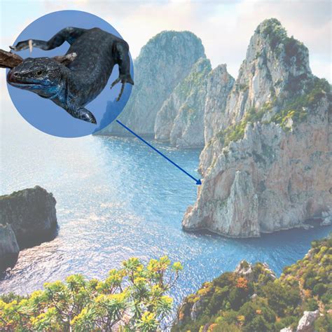 The Blue Lizard Of Capri Buyourtour