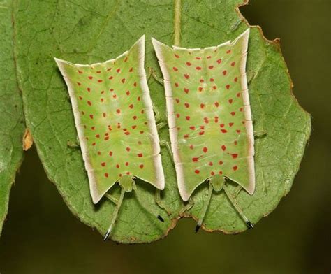 Giant Shield Bug Nymphs Asiarcha Angulosa Tessaratomidae Insekten