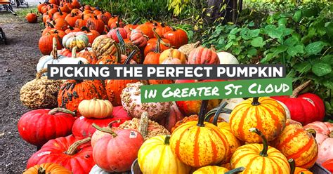 Great Pumpkin Patches In Minnesota Visit Minnesota