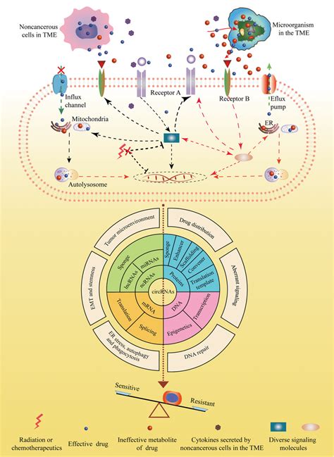 Roles Of CircRNAs In Mechanisms Mediating Radioresistance And