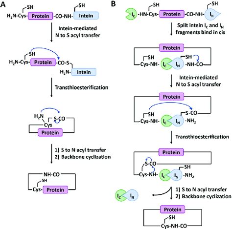 Schematic Illustration Of Protein Head To Tail Cyclization By Expressed