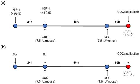 Effects Of Igf 1 On The Three Dimensional Culture Of Ovarian Preantral