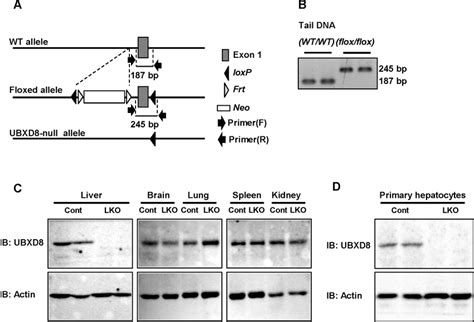 Hepatocyte Specific Deletion Of UBXD8 In Mice A PCR Genotyping The