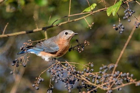 Eastern Bluebird And Purple Berries 122520150710 Photograph By Wildbird