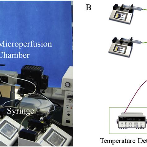 The Photograph A And The Schematic Illustration B Of The