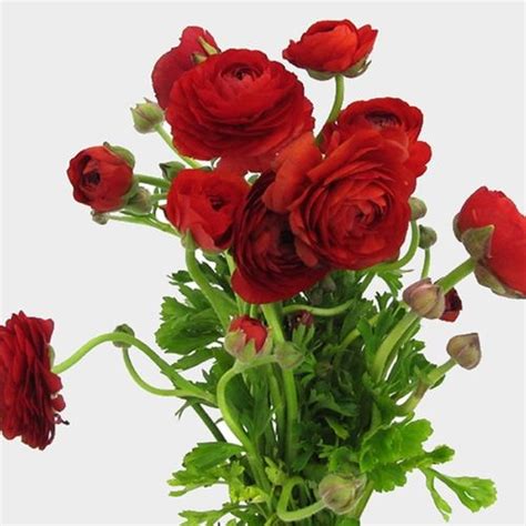 Red Ranunculus Flowers Wholesale Blooms By The Box