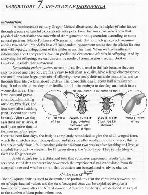 Fruitfly Lab Biology Junction