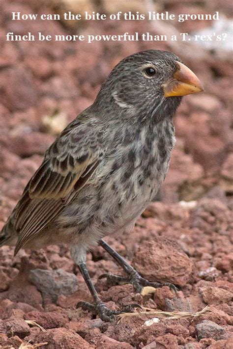 The Large Ground Finchs Bite Is Bigger Than Its Chirp — Or A T Rexs