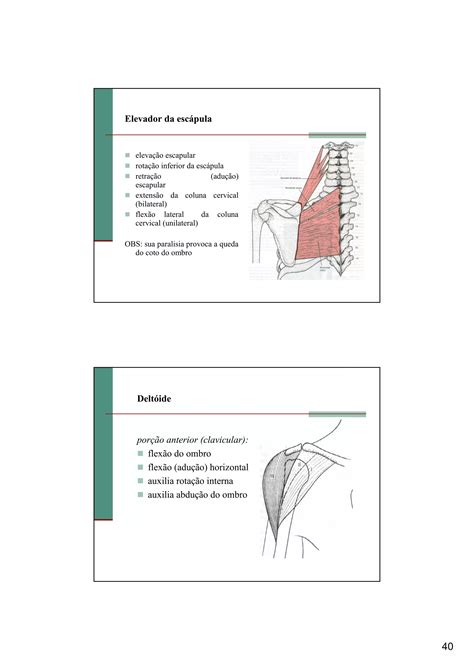 Cinesiologia e biomecânica do complexo articular do ombro PDF