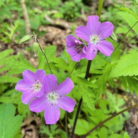 Five Rivers Environmental Education Center & Trails, Delmar, NY - A
