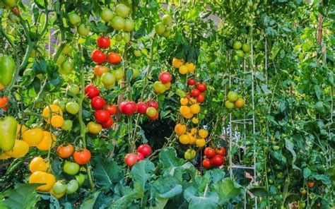 Beefsteak Tomato Plant Height