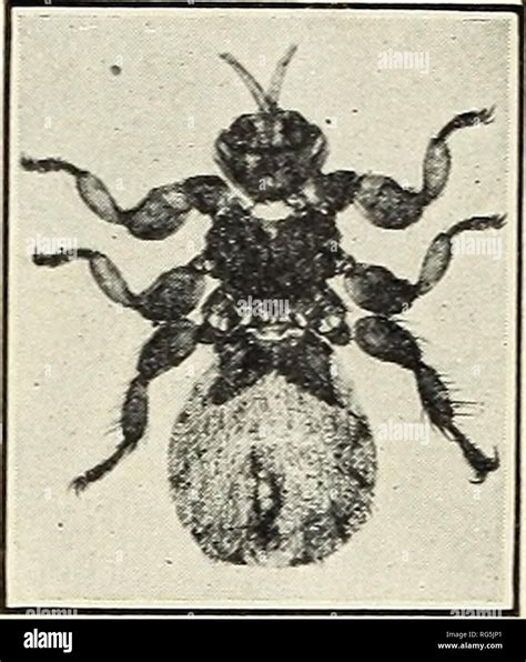 Un calendrier d animaux parasites Le bétail Parasites le bétail