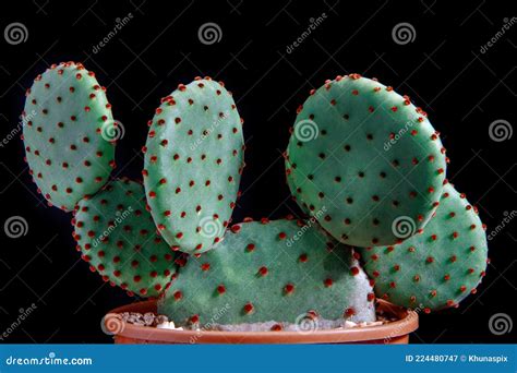 Close Up Detial Of Opuntia Rufida Cactus In Planting Pot Stock Image