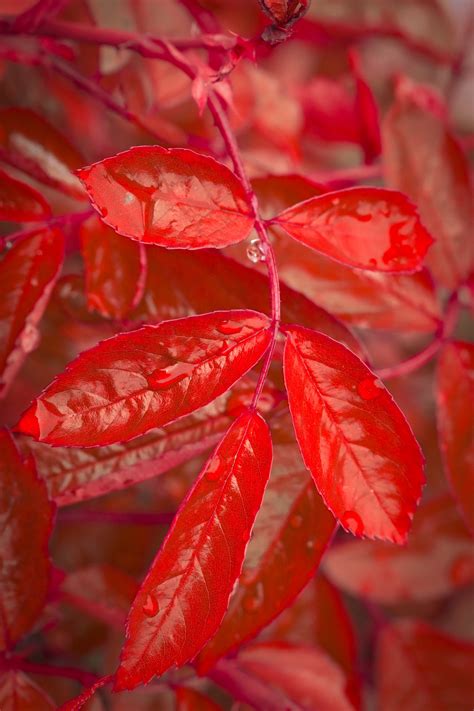 Free Images Tree Branch Leaf Flower Petal Food Red Produce