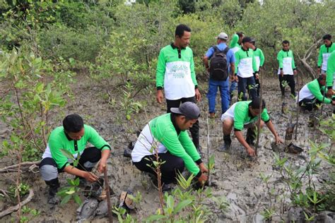 Jaga Ekosistem Pesisir Dan Cegah Abrasi Pt Timah Tbk Tanam