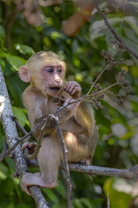 Stump-Tailed Macaque Bear - Free photo on Pixabay - Pixabay