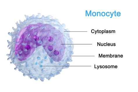 Monociti Alti Cause Sintomi E Valori Normali Nel Sangue